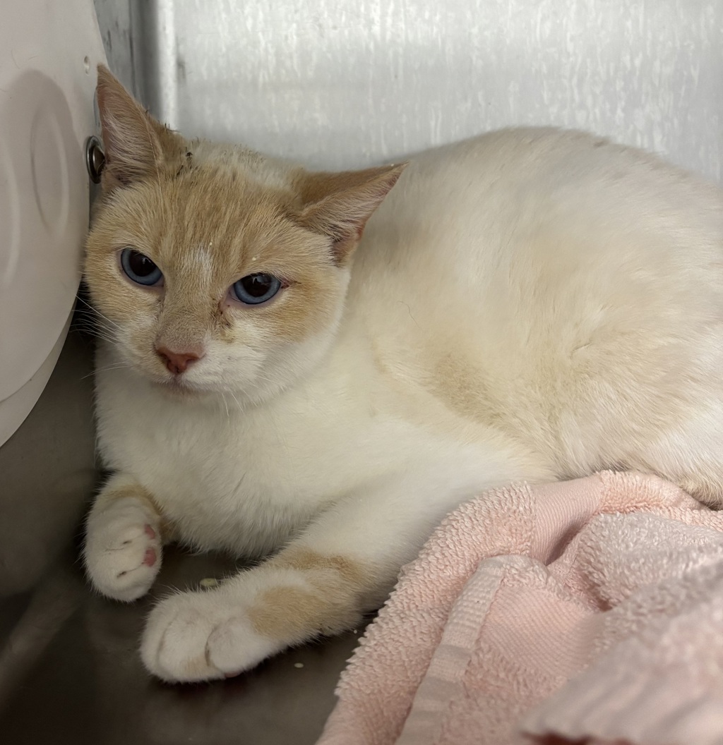 Shelter Stray Female Cat last seen SE Summer Place, Port Orchard, WA, 98366, Silverdale, WA 98383