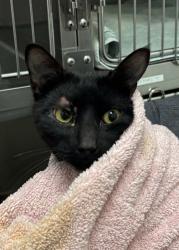 Shelter Stray Male Cat last seen Sidney Lane, PORT ORCHARD, WA, 98366, Silverdale, WA 98383