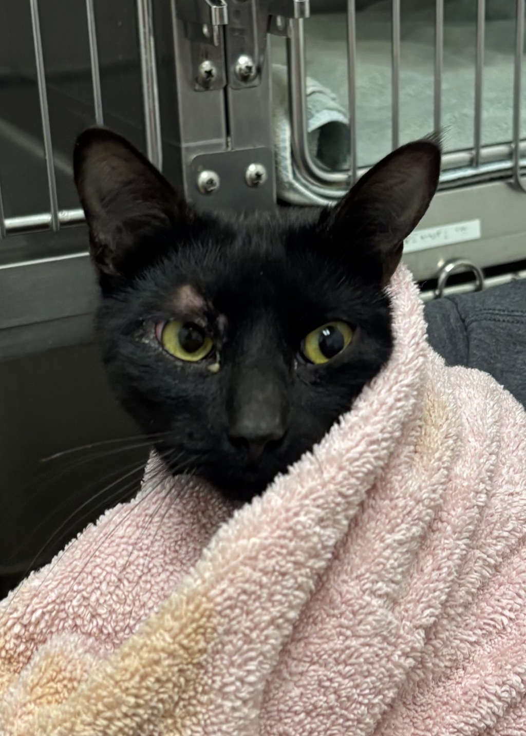 Shelter Stray Male Cat last seen Sidney Lane, PORT ORCHARD, WA, 98366, Silverdale, WA 98383