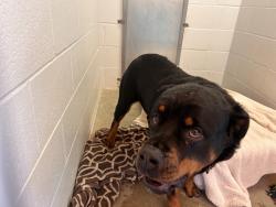 Shelter Stray Female Dog last seen Near Santa Fe Drive, Encinitas, CA, 92024, Oceanside, CA 92058