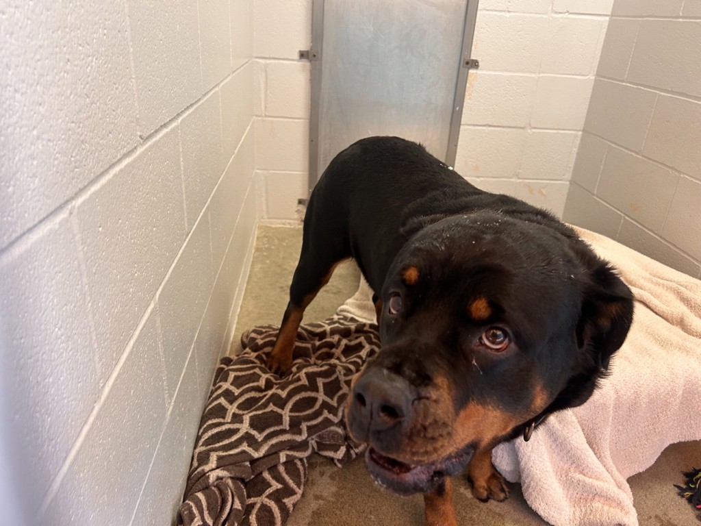 Shelter Stray Female Dog last seen Near Santa Fe Drive, Encinitas, CA, 92024, Oceanside, CA 92058