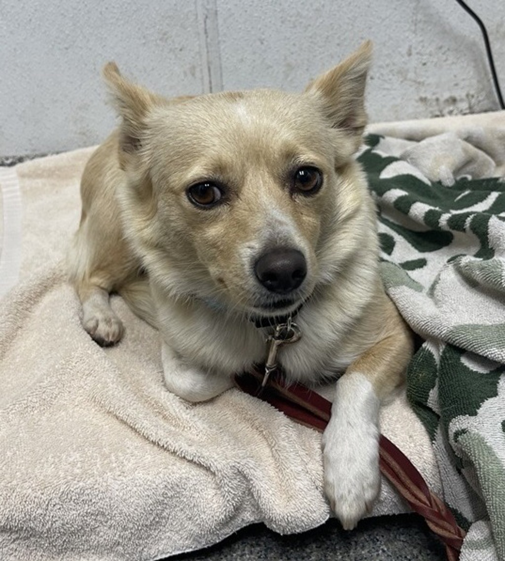 Shelter Stray Female Dog last seen E Lincoln Avenue, Escondido, CA, 92027, Escondido, CA 92027