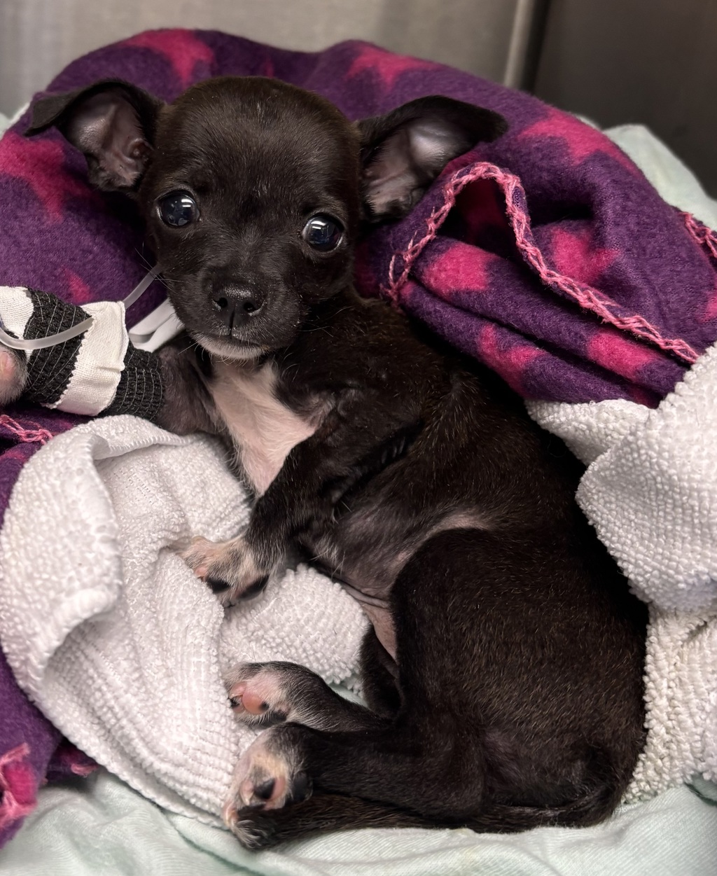 Shelter Stray Female Dog last seen Near W San Marcos Boulevard, San Marcos, CA, 92078, Escondido, CA 92027