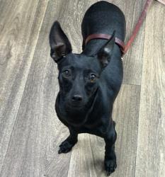 Shelter Stray Female Dog last seen Soledad Mountain Road, San Diego, CA, 92109, San Diego, CA 92110