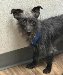 Shelter Stray Female Dog last seen Soledad Mountain Road, San Diego, CA, 92109, San Diego, CA 92110