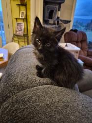 Shelter Stray Male Cat last seen DLNW, OR, Troutdale, OR 97060