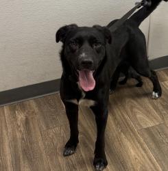 Shelter Stray Male Dog last seen Soledad Mountain Road, San Diego, CA, 92109, San Diego, CA 92110