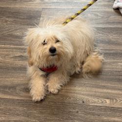 Shelter Stray Female Dog last seen Balboa Avenue, San Diego, CA, 92117, San Diego, CA 92110