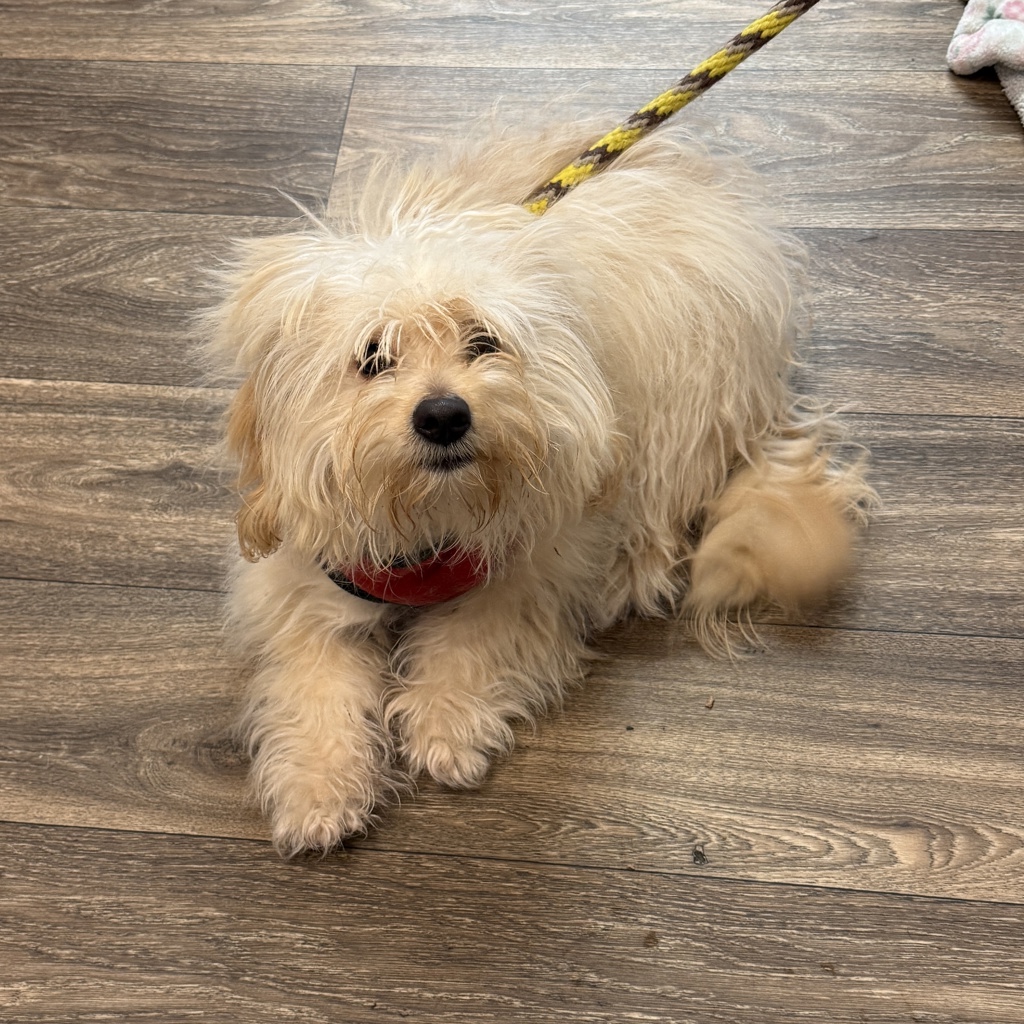 Shelter Stray Female Dog last seen Balboa Avenue, San Diego, CA, 92117, San Diego, CA 92110