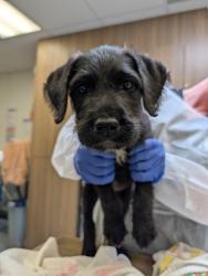 Shelter Stray Male Dog last seen SE 181st & SE Glisan st, PORTLAND, OR, 97233, Troutdale, OR 97060