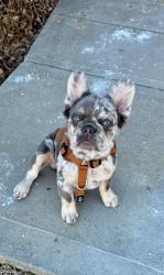 Reunited Male Dog last seen N 107 & Sheffield in Avalon, North Central Omaha, NE 68122