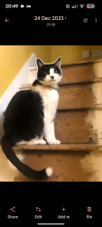Reunited Male Cat last seen Grove Road , Greater London, England TW8