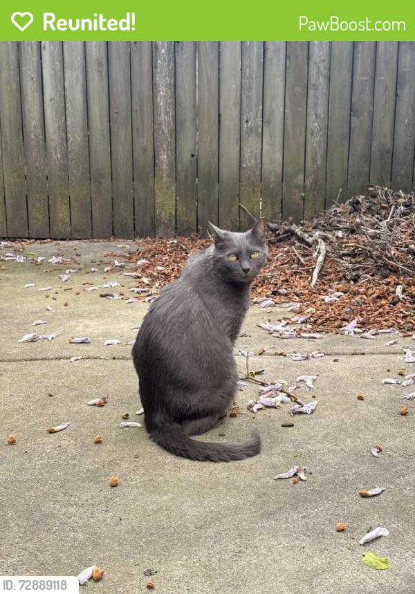 Reunited Male Cat last seen 15th and Fitzwater, Philadelphia, PA 19146