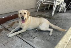 Found/Stray Unknown Dog last seen Concho Court and Concho Drive, Fremont, CA 94539