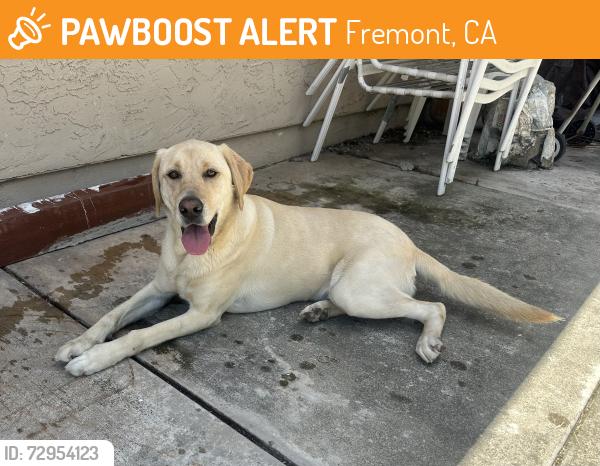 Found/Stray Unknown Dog last seen Concho Court and Concho Drive, Fremont, CA 94539