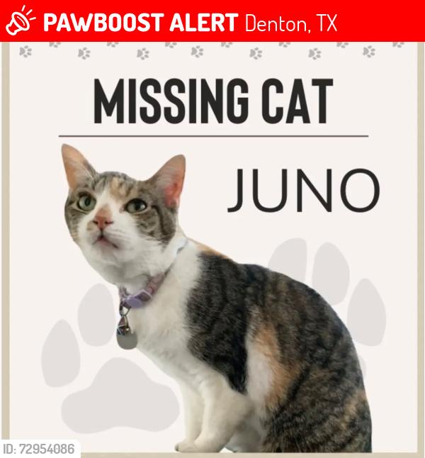 Lost Female Cat last seen N Lake trail and Amherst drive , Denton, TX 76201