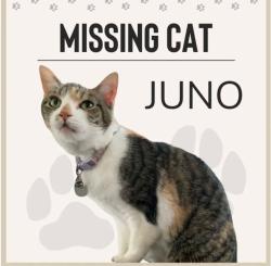 Lost Female Cat last seen N Lake trail and Amherst drive , Denton, TX 76201