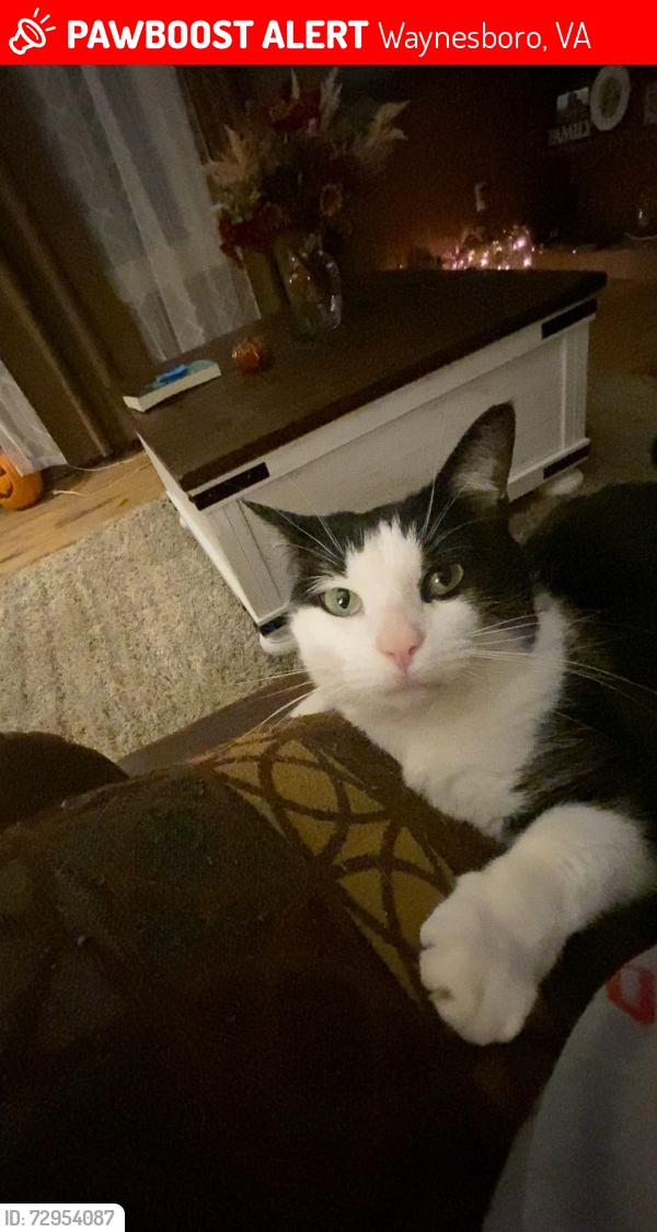 Lost Female Cat last seen Near Ladd rd Waynesboro, Waynesboro, VA 22980