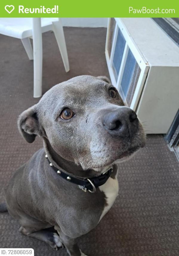 Reunited Female Dog last seen Broadway Street, Hwy 501, 5-Points, Myrtle Beach, Myrtle Beach, SC 29577