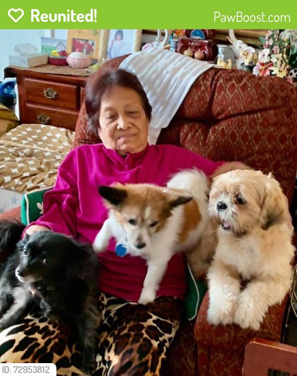 Reunited Male Dog last seen Orchid vine /pennyroyroyal, Las Vegas, NV 89183