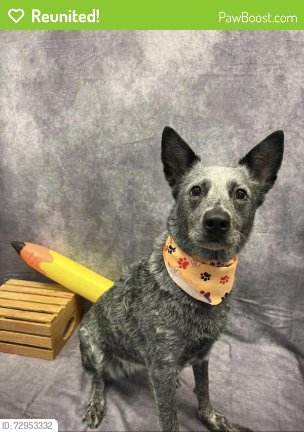 Reunited Female Dog last seen Alameda and 72nd, Norman, OK 73026