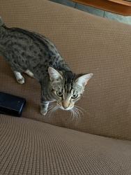 Lost Male Cat last seen Jurupa Ave , Riverside, CA 92504
