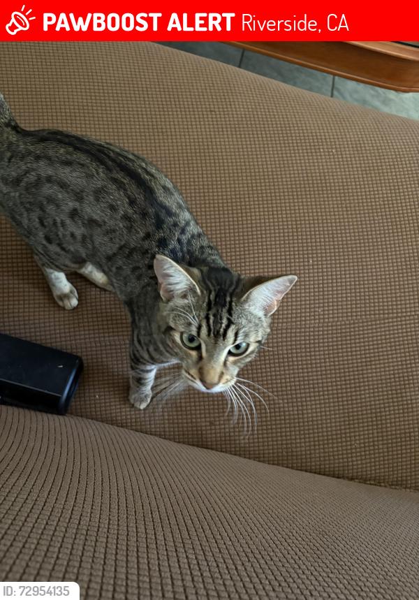 Lost Male Cat last seen Jurupa Ave , Riverside, CA 92504