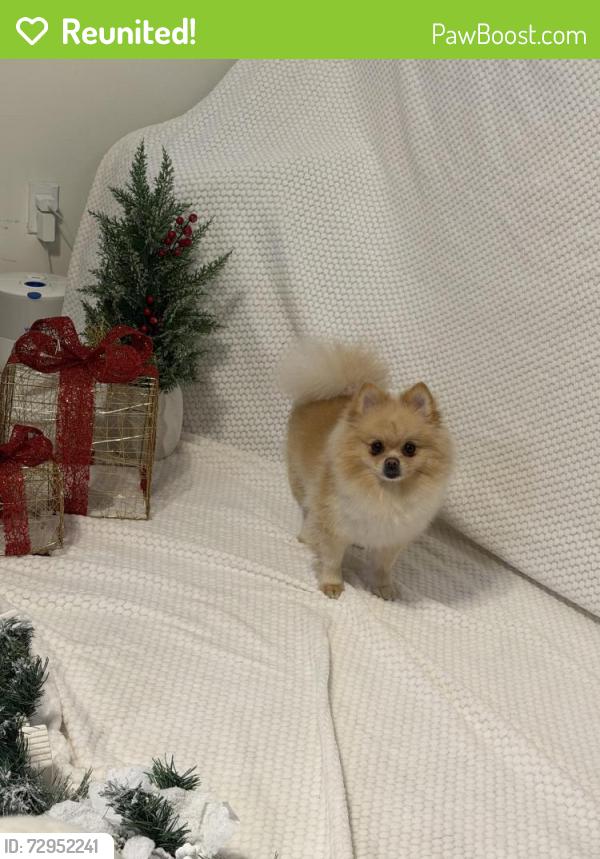 Reunited Female Dog last seen Near S park rd , Hollywood, FL 33021