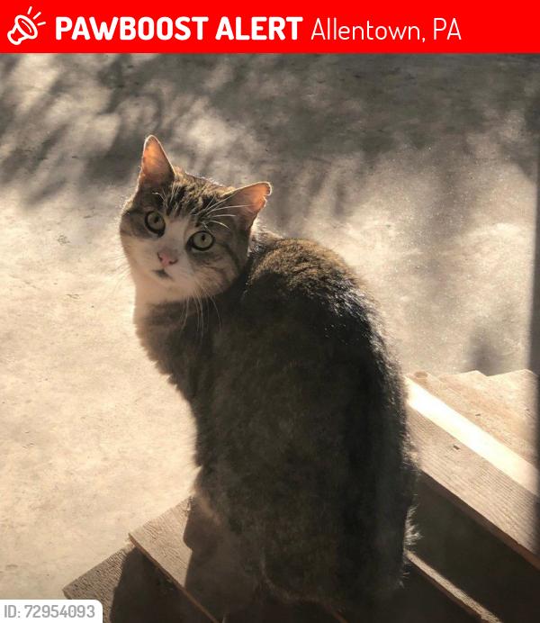 Lost Female Cat last seen 27th & Tilghman vic , Allentown, PA 18104
