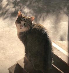 Lost Female Cat last seen 27th & Tilghman vic , Allentown, PA 18104