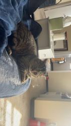Lost Male Cat last seen Cloverleaf by 51 and Lebanon Church Rd, Pittsburgh, PA 15236