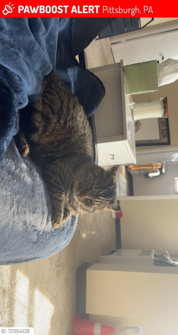 Lost Male Cat last seen Cloverleaf by 51 and Lebanon Church Rd, Pittsburgh, PA 15236