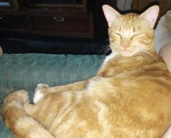 Reunited Male Cat last seen Apopka and Harvard, Inverness Highlands South, FL 34452