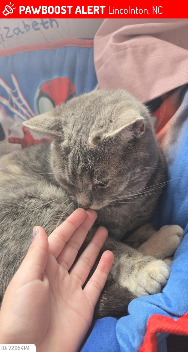 Lost Female Cat last seen sville , Lincolnton, NC 28092
