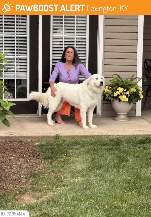 Found/Stray Unknown Dog last seen Building 8, Lexington, KY 40515