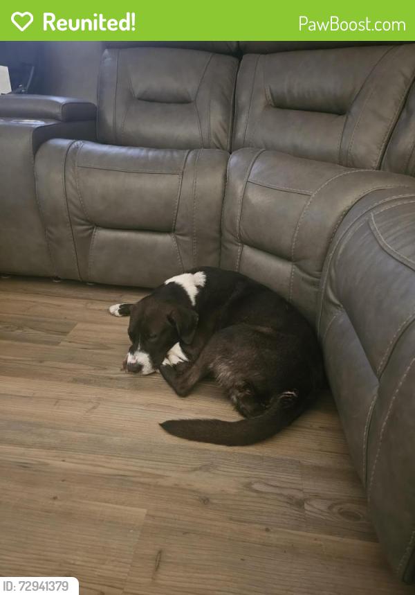 Reunited Female Dog last seen Wheat rd, Jacksonville, FL 32244