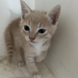 Shelter Stray Unknown Cat last seen , Portland, TX 78374