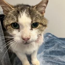 Shelter Stray Male Cat last seen , Greenville, SC 29609
