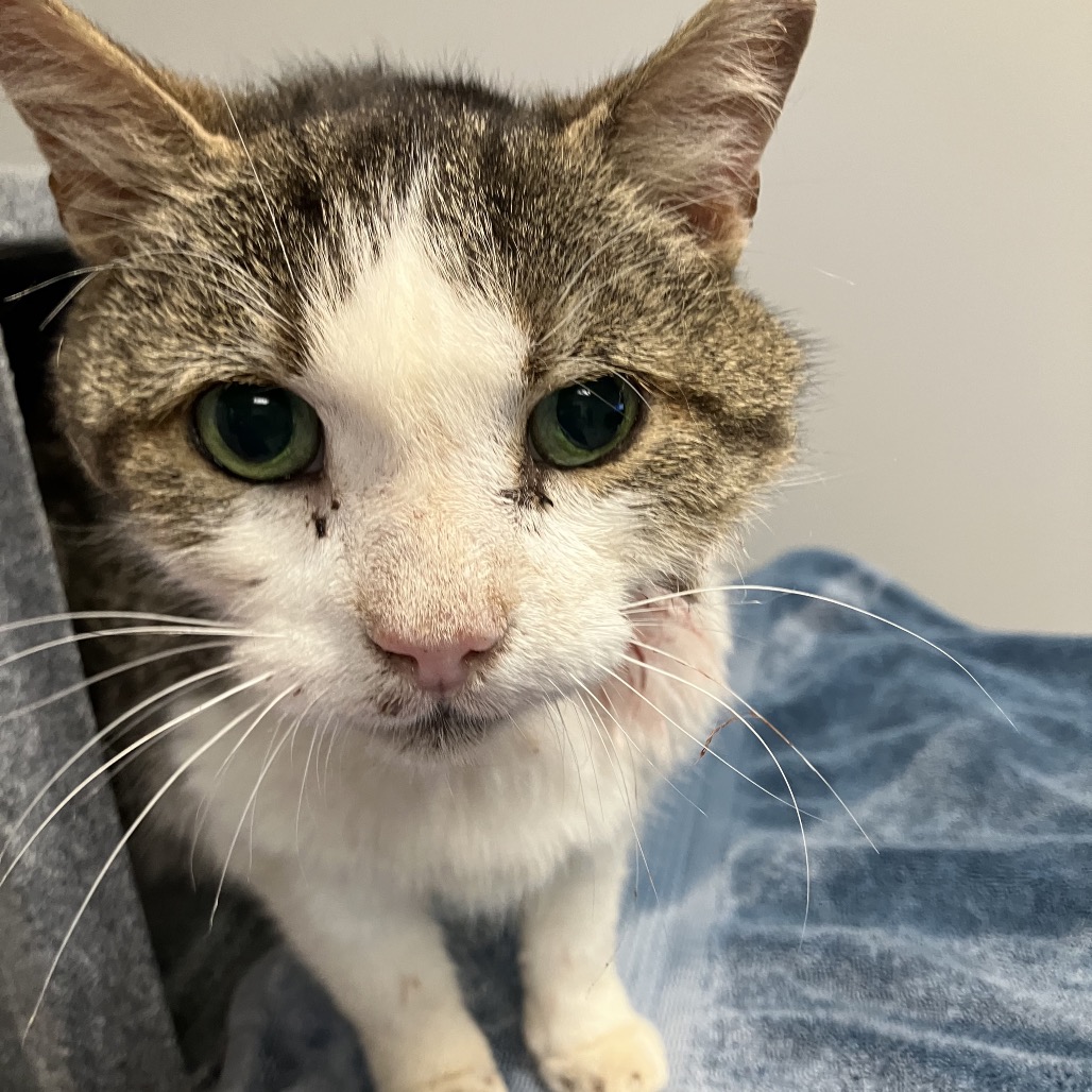 Shelter Stray Male Cat last seen , Greenville, SC 29609