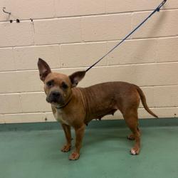 Shelter Stray Female Dog last seen , Memphis, TN 38133