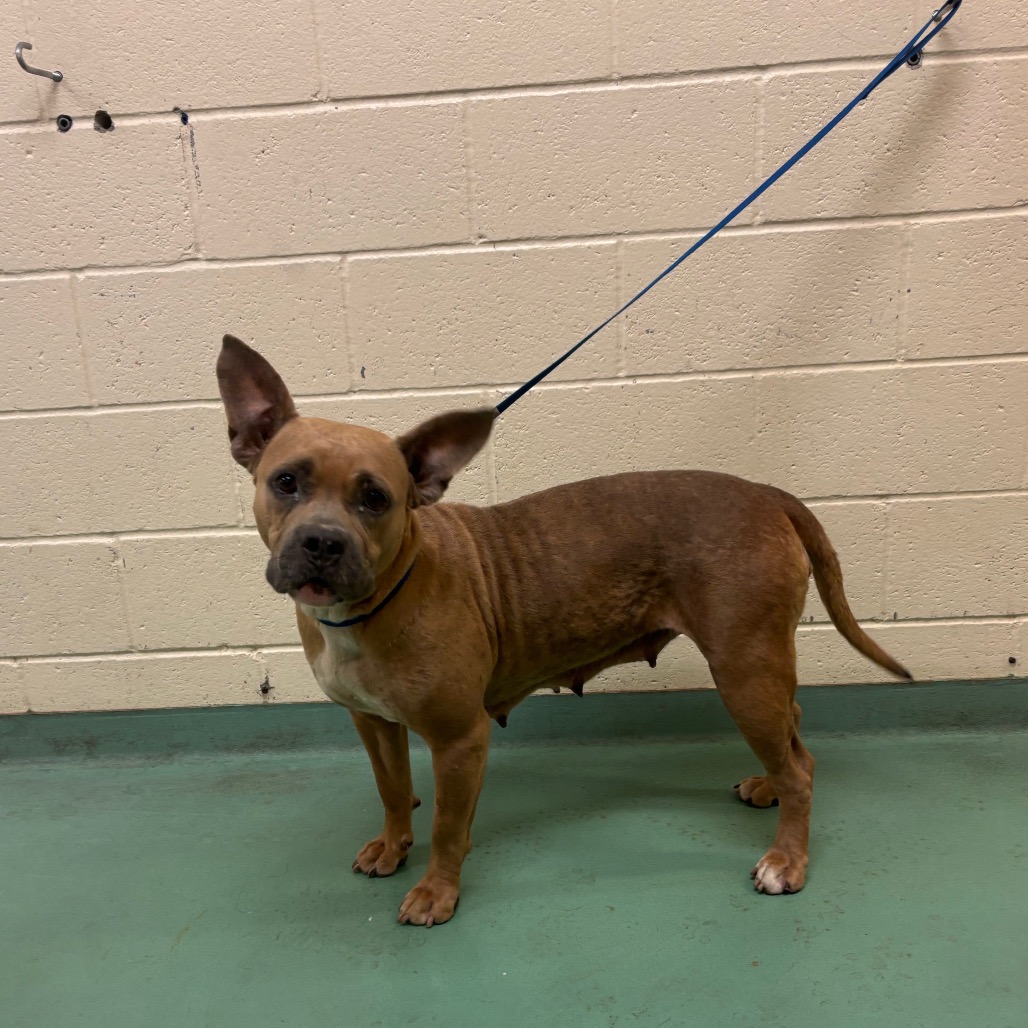 Shelter Stray Female Dog last seen , Memphis, TN 38133