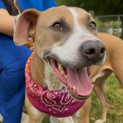 Shelter Stray Male Dog last seen , Greenville, SC 29609