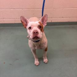 Shelter Stray Female Dog last seen , Memphis, TN 38133