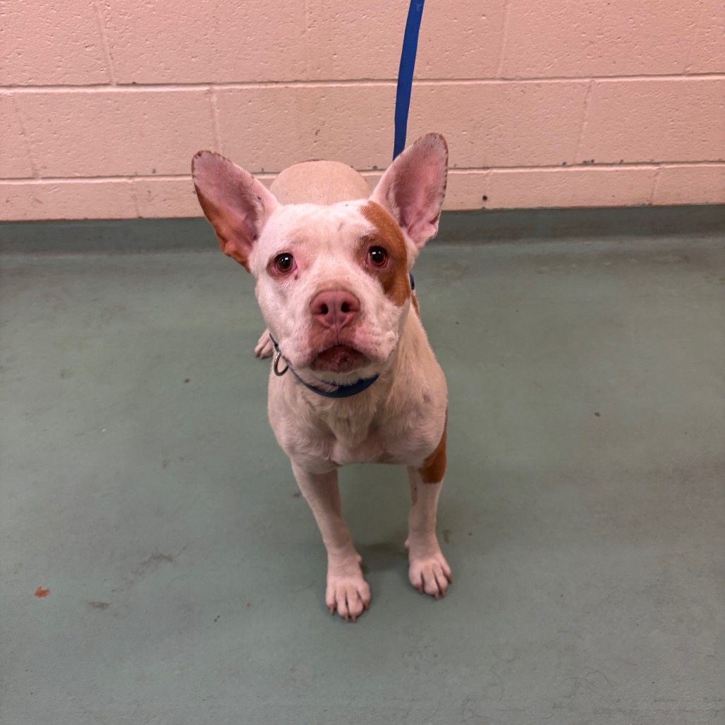 Shelter Stray Female Dog last seen , Memphis, TN 38133
