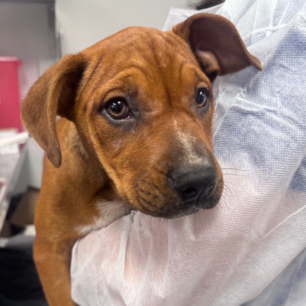 Shelter Stray Female Dog last seen , 328 Furman Hall Rd, Greenville, SC 29609, USA
