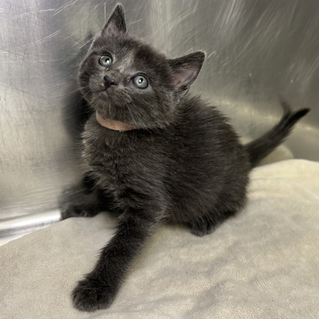 Shelter Stray Female Cat last seen , Palm Springs, CA 92264