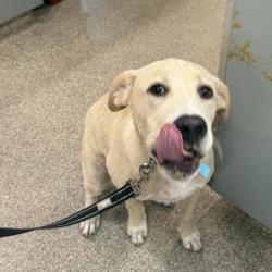 Shelter Stray Male Dog last seen , Jacksonville, FL 32216