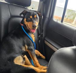 Reunited Male Dog last seen Tuxedo and Brainerd Road, Chattanooga, TN 37411