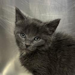 Shelter Stray Female Cat last seen , Palm Springs, CA 92264
