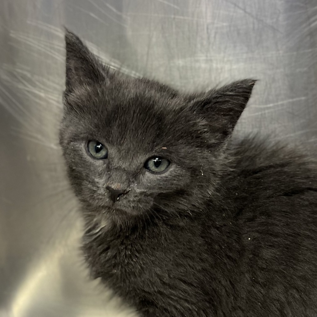 Shelter Stray Female Cat last seen , Palm Springs, CA 92264